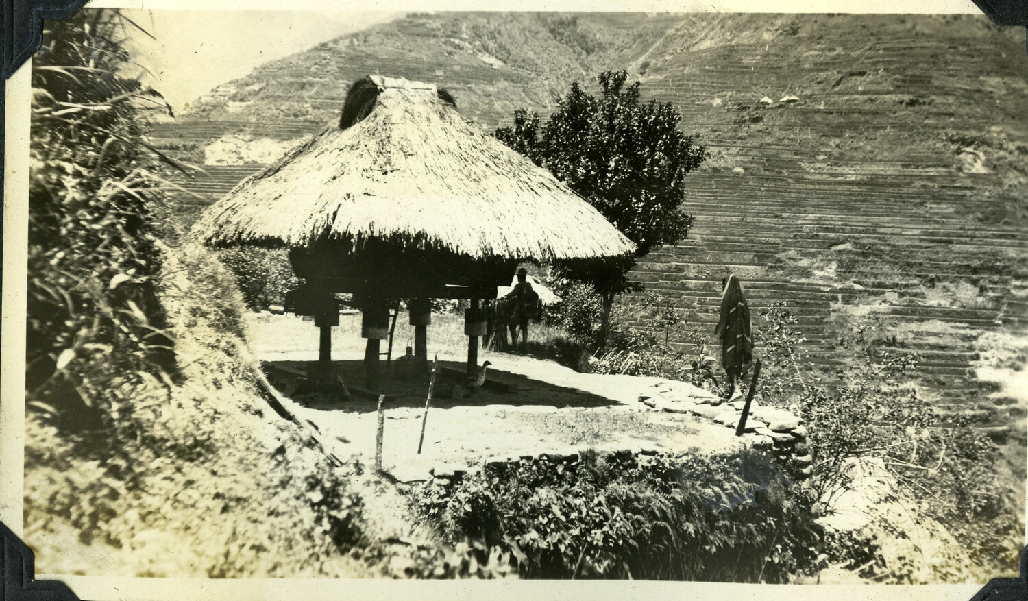 Ifugao Thatched Hut and Rice Terraces, Mountain Province, Philippines, c. 1920s-1930s
