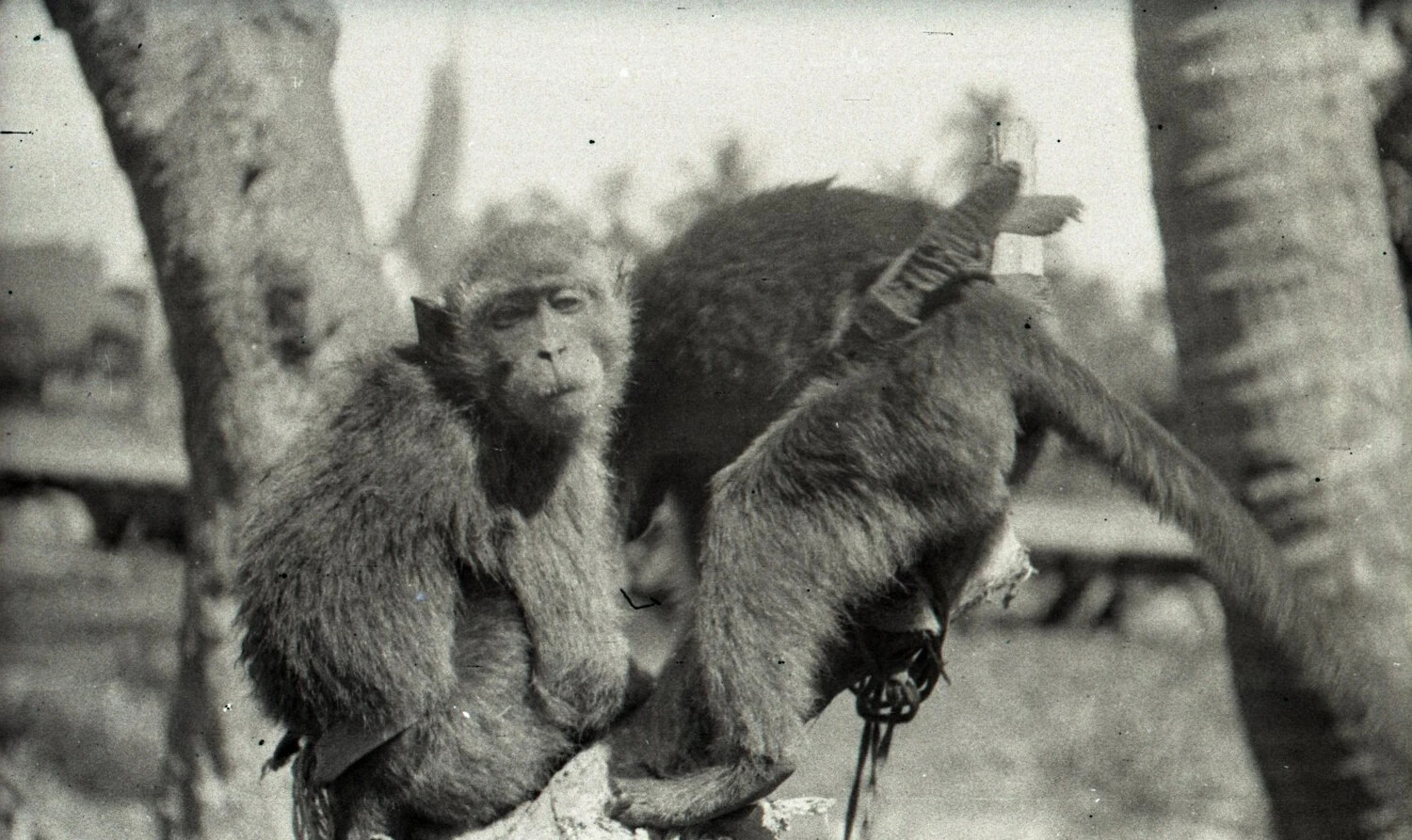 Close-Up of Two Pet Macaque Monkeys on a Tree Stump, Luzon, Philippines, WWII Era