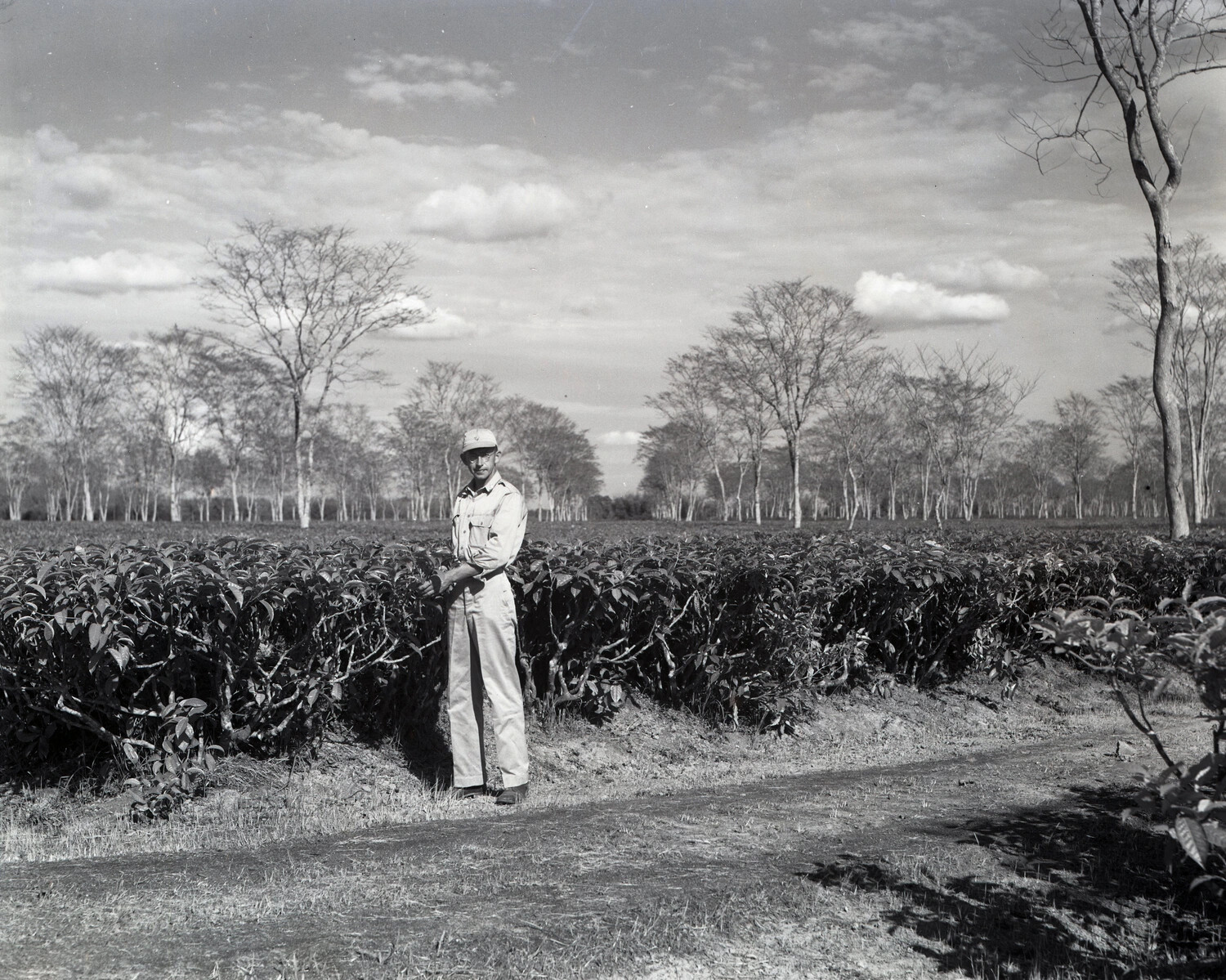 American Serviceman at Tea Plantation, Dinjan Region, Assam, India — WWII China-Burma-India Theater