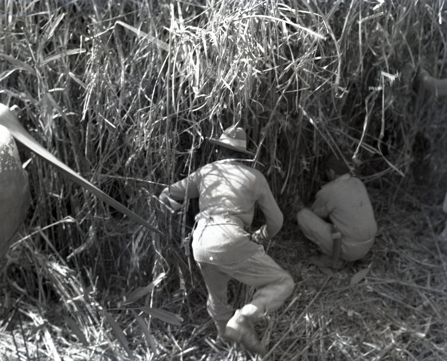 Soldiers Moving Through Tall Grass with Pack Mule, China-Burma-India Theater, WWII