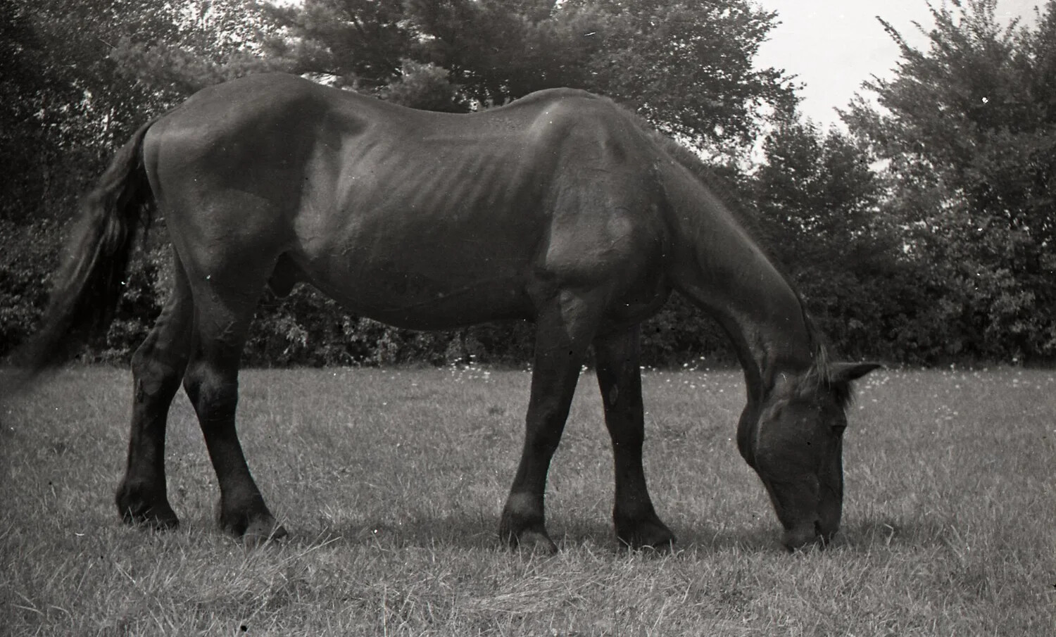 Horse Grazing in Profile, New England Farm Pasture