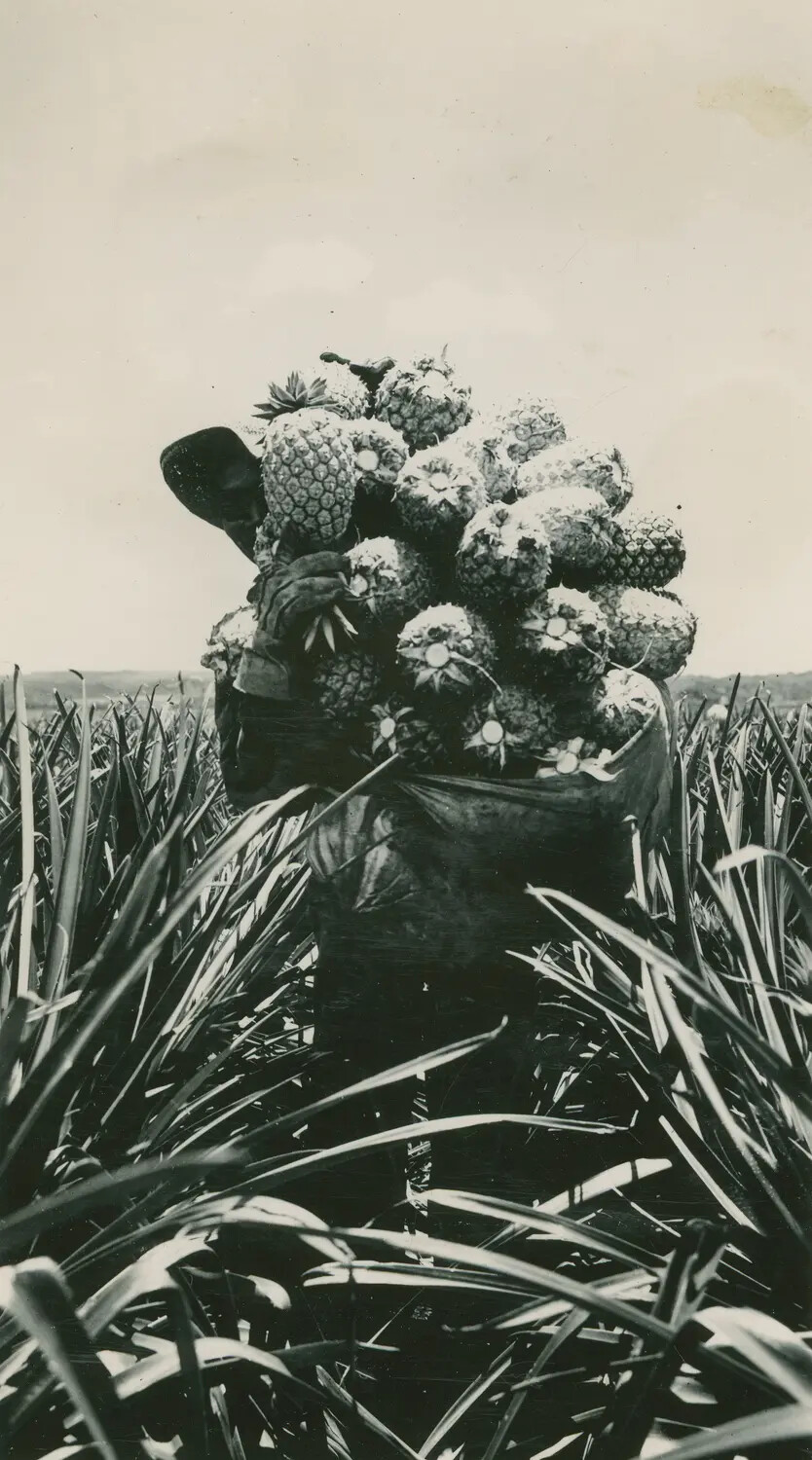 Pineapple Plantation Worker Carrying Harvest Basket, Hawaii — McAleer Album