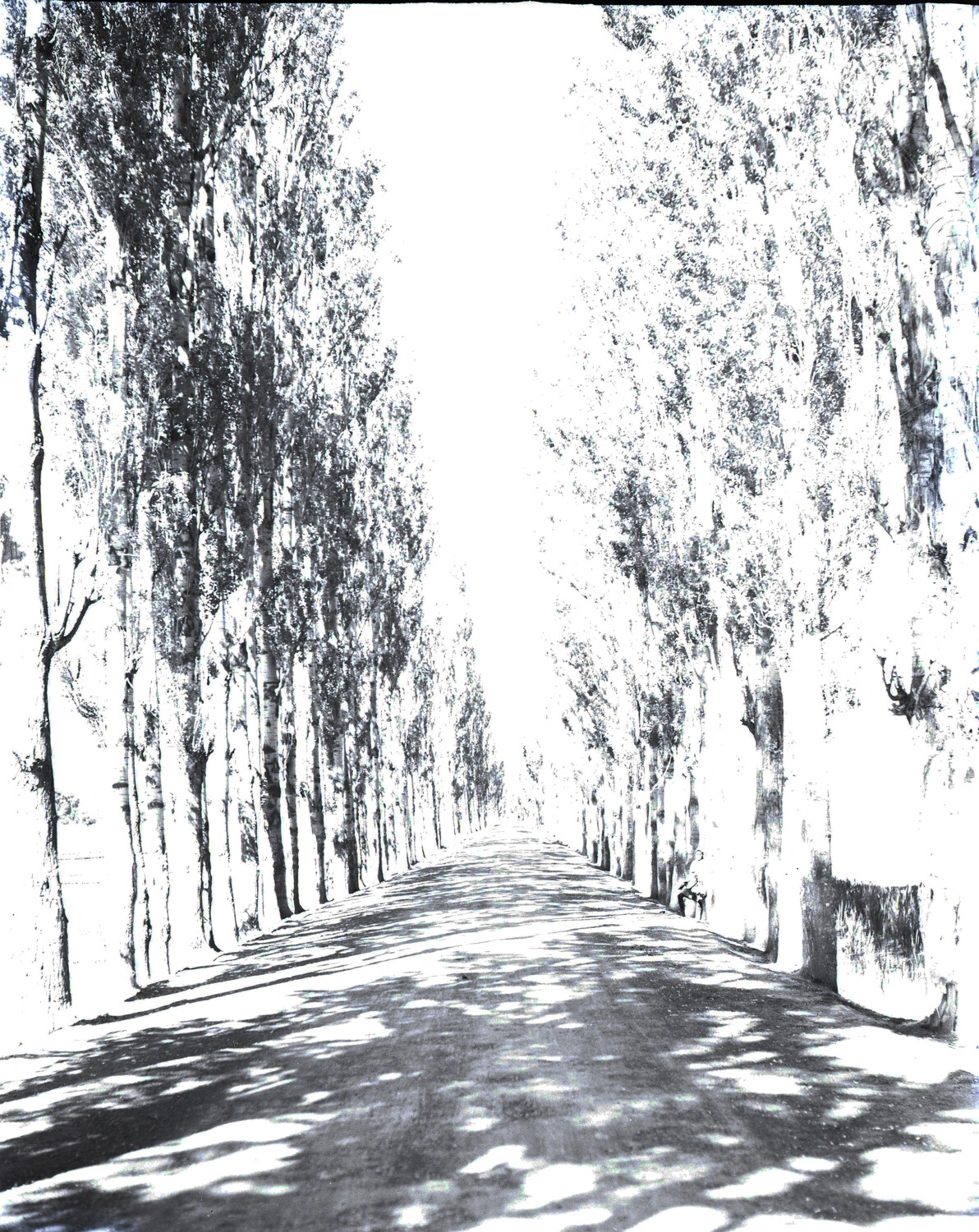 Tree-Lined Road, Burma-India Theater, World War II, 1944-45