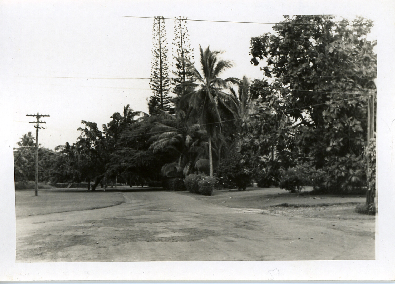 Unpaved Road with Tropical Landscaping and Utility Pole, Hawaii