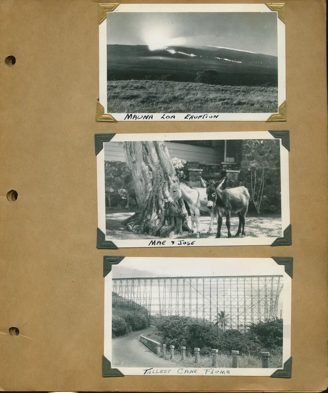 Album Page: Mauna Loa Eruption, Donkeys "Mae & Jose," and Sugarcane Flume Trestle, Hawaii, World War II Era