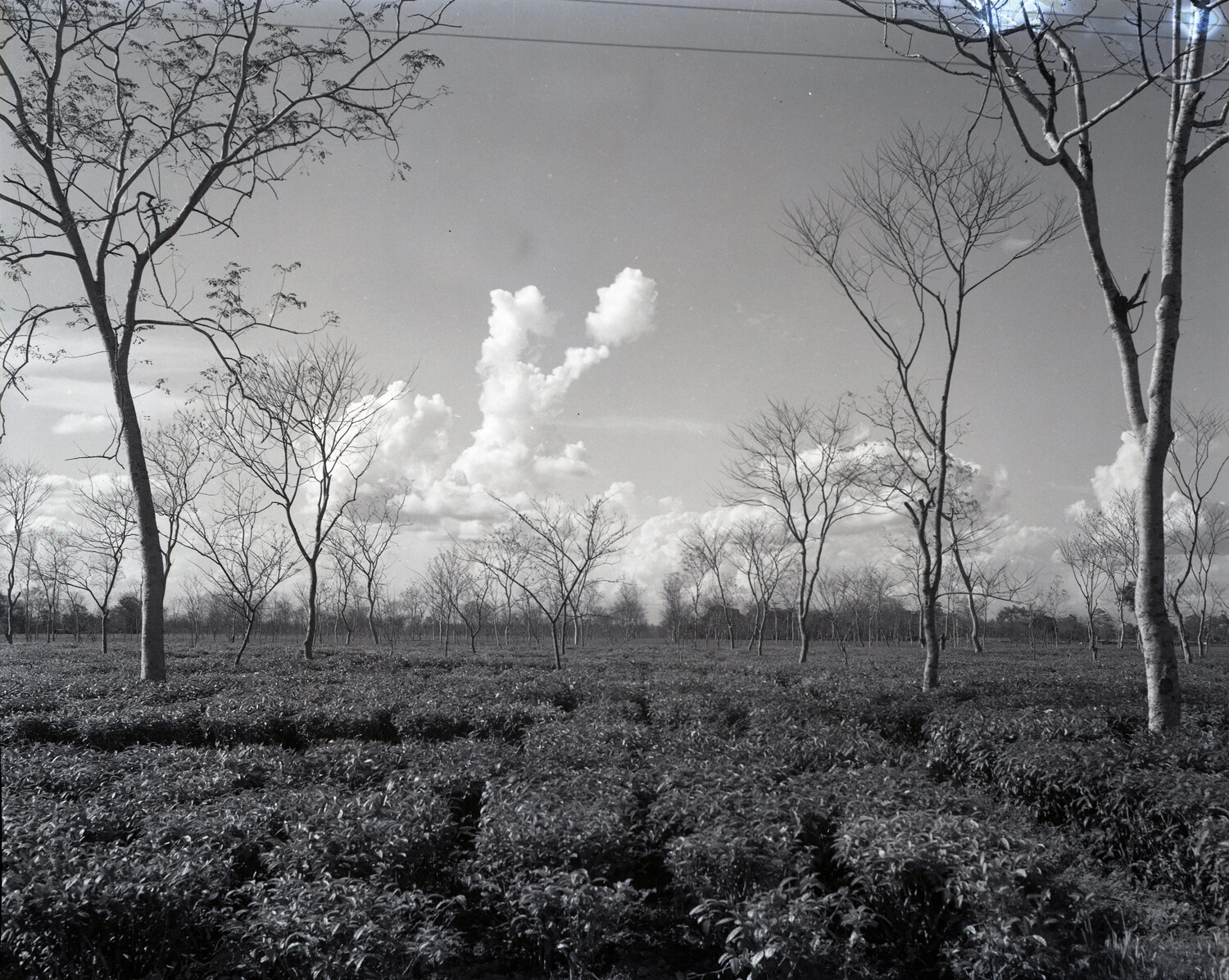 Tea Plantation Landscape near Dinjan, Assam, India, WWII CBI Theater