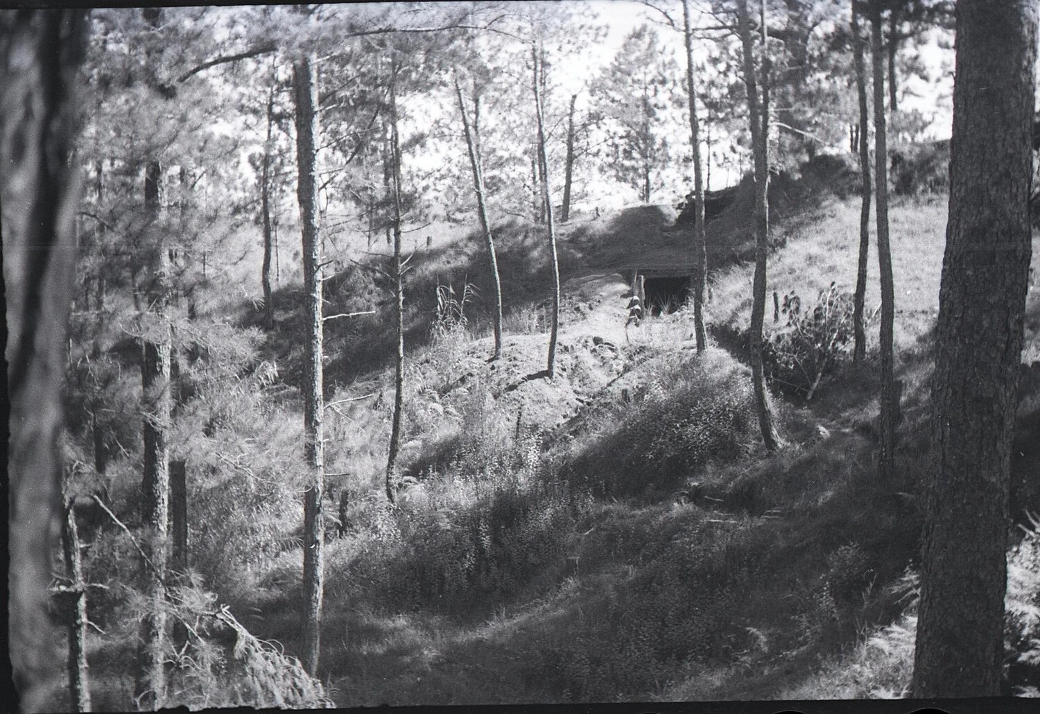 Fortified Hillside Dugout in Pine Forest, Camp John Hay Vicinity, Baguio, Luzon