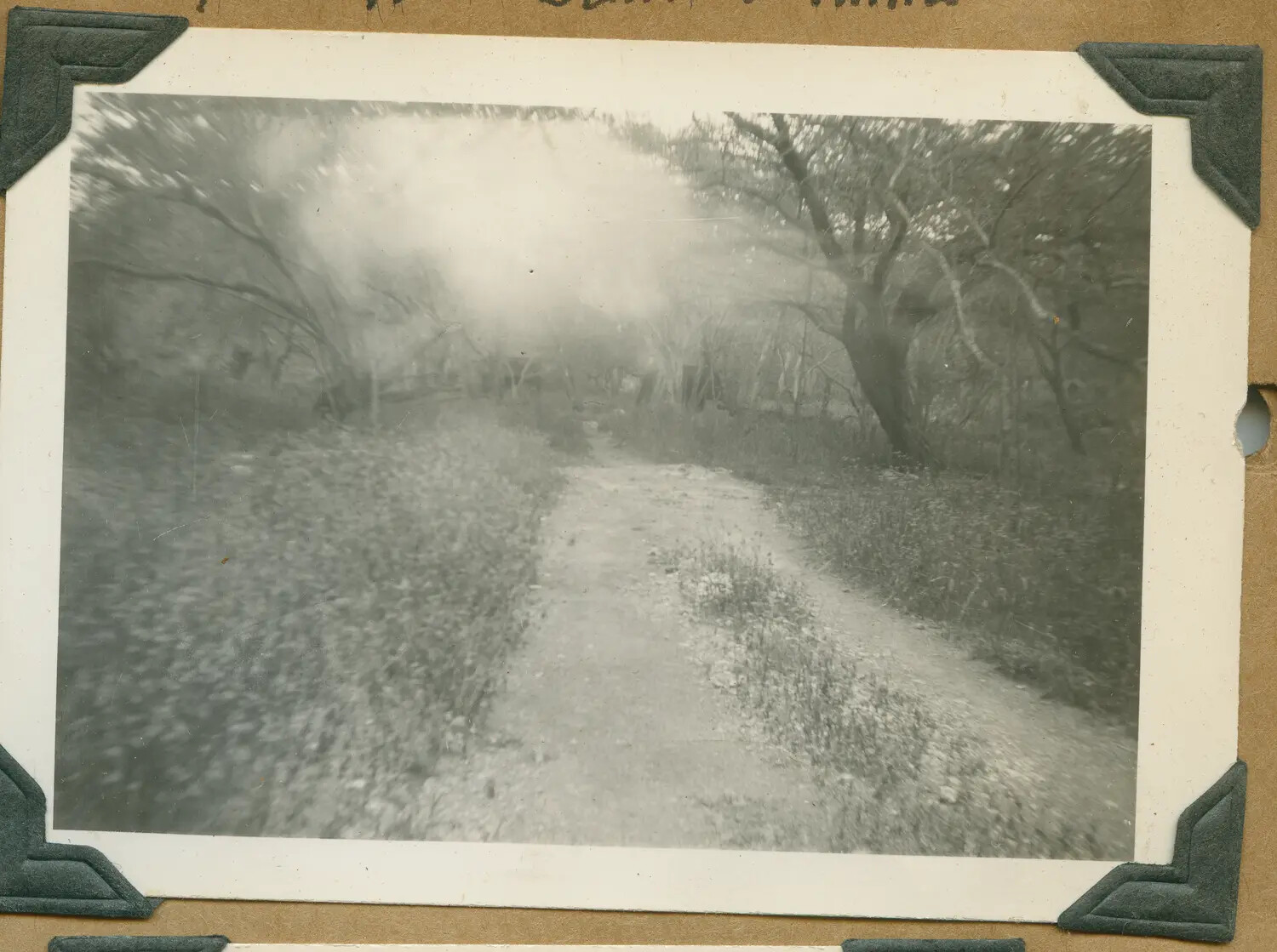 Blurred Snapshot of a Wooded Trail, Hawaii WWII Photo Album