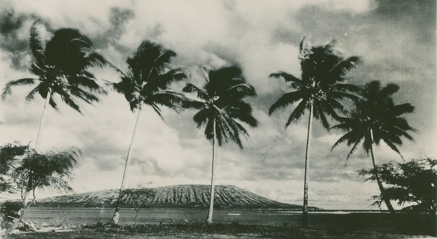 Coastal Palm Trees and Volcanic Crater Landscape, likely Oahu, Hawaii