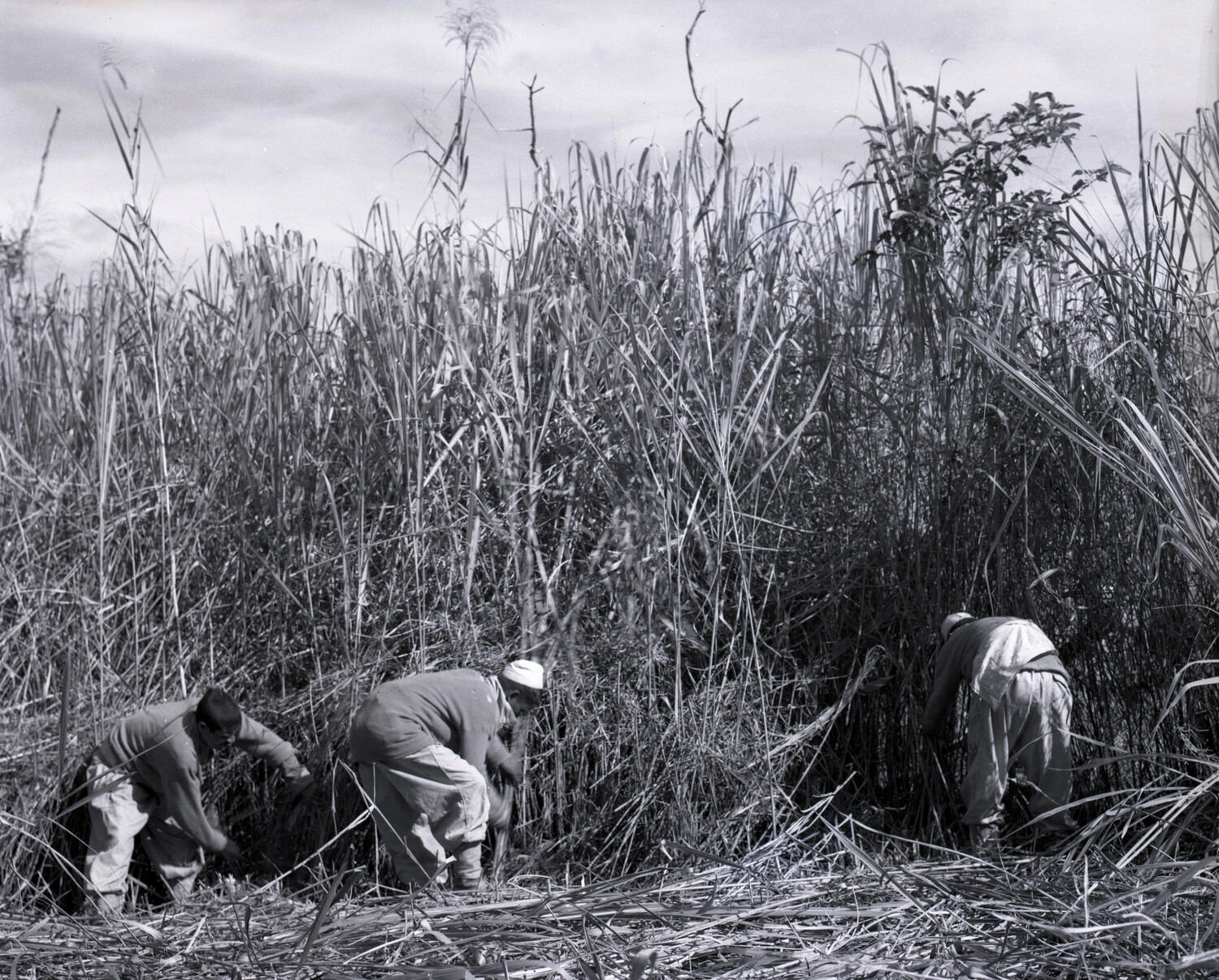 Local Laborers Clearing Tall Grass, CBI Theater, World War II