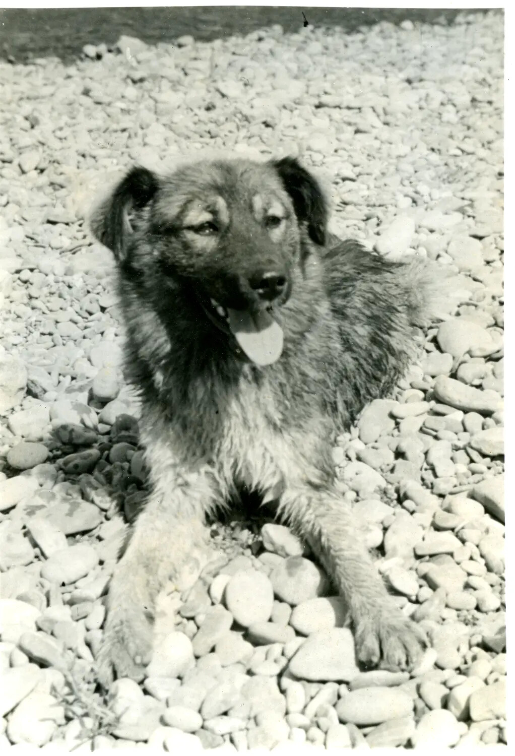 Unit Mascot Dog Resting on a Gravel Riverbed, China-Burma-India Theater, WWII
