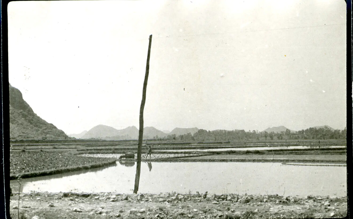 Rice Paddy Landscape with Distant Farmer and Water Buffalo, China-Burma Theater, WWII Era
