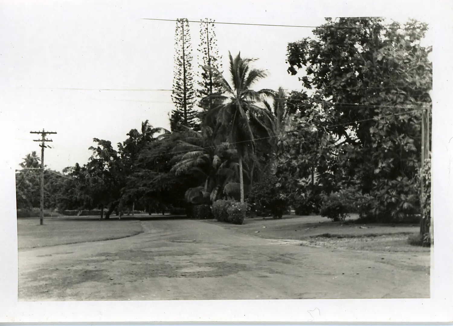 Unpaved Residential Street with Palm and Ironwood Trees, Hawaii