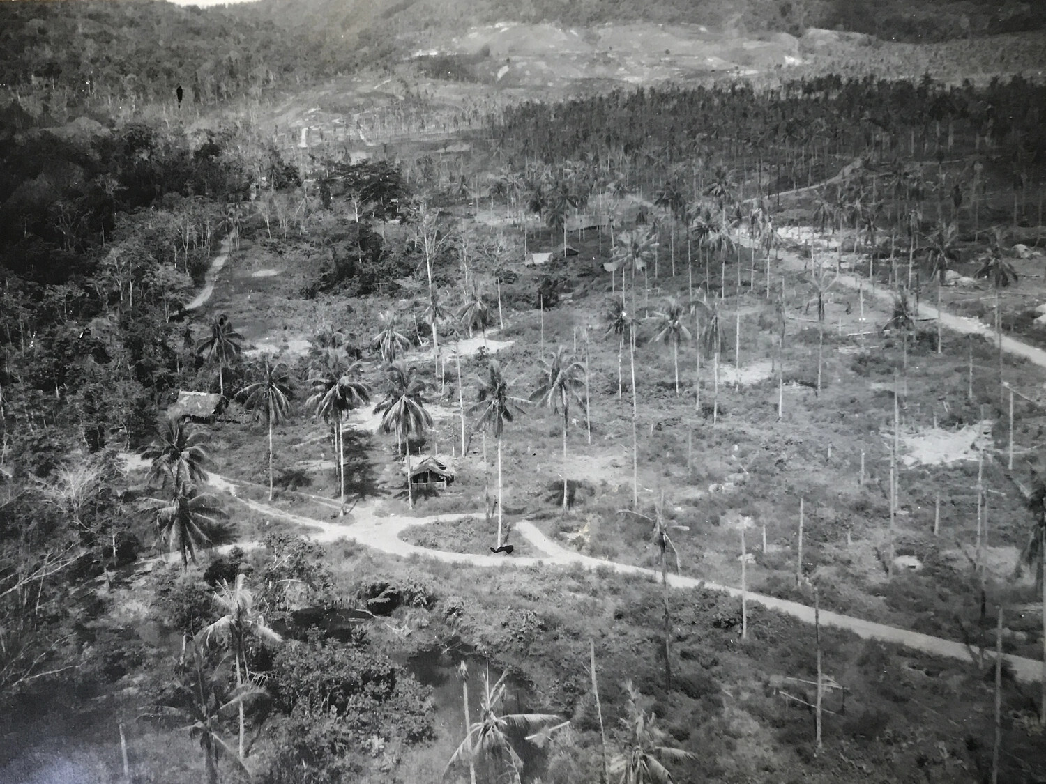 Coconut Plantation and Native Huts, New Guinea — Low-Altitude Aerial View