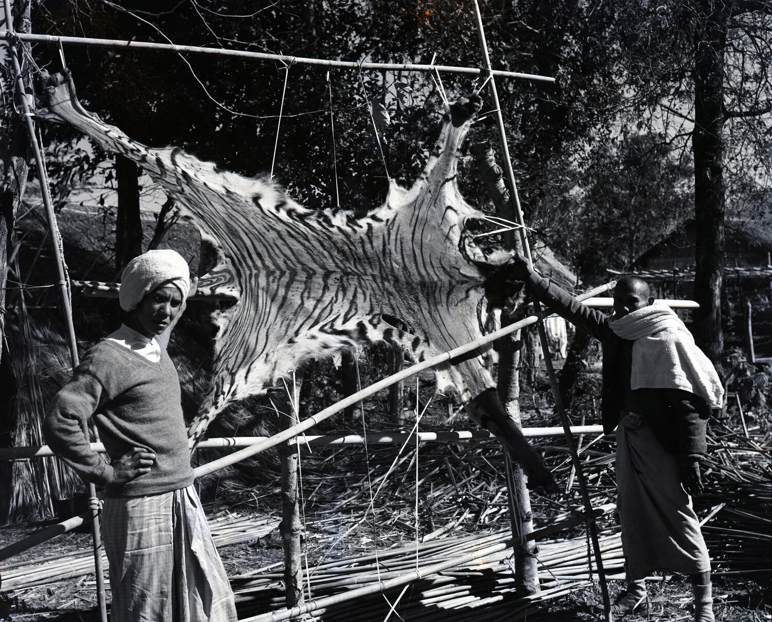 Tiger Skin Stretched to Dry on Bamboo Frame, Burma, WWII China-Burma-India Theater