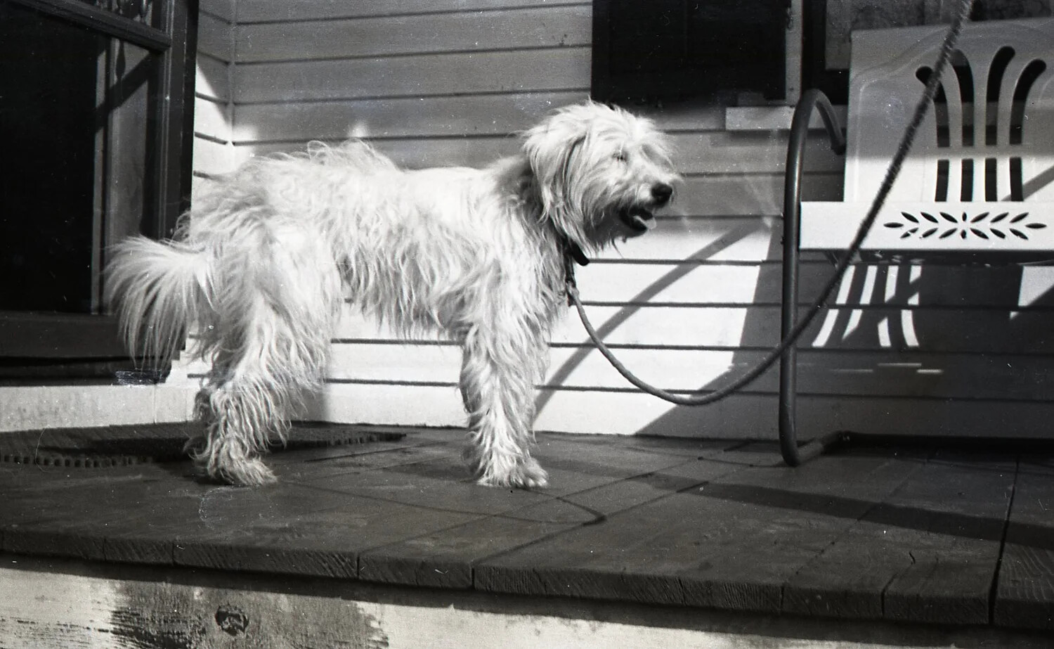 Shaggy Terrier on a Porch with Garden Hose Reel, c. 1940s