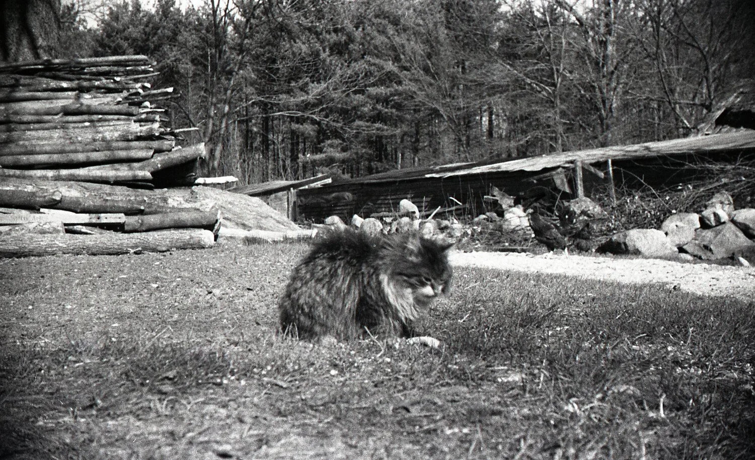Farm Cat in Barnyard with Chickens, Stateside Photograph, WWII Era