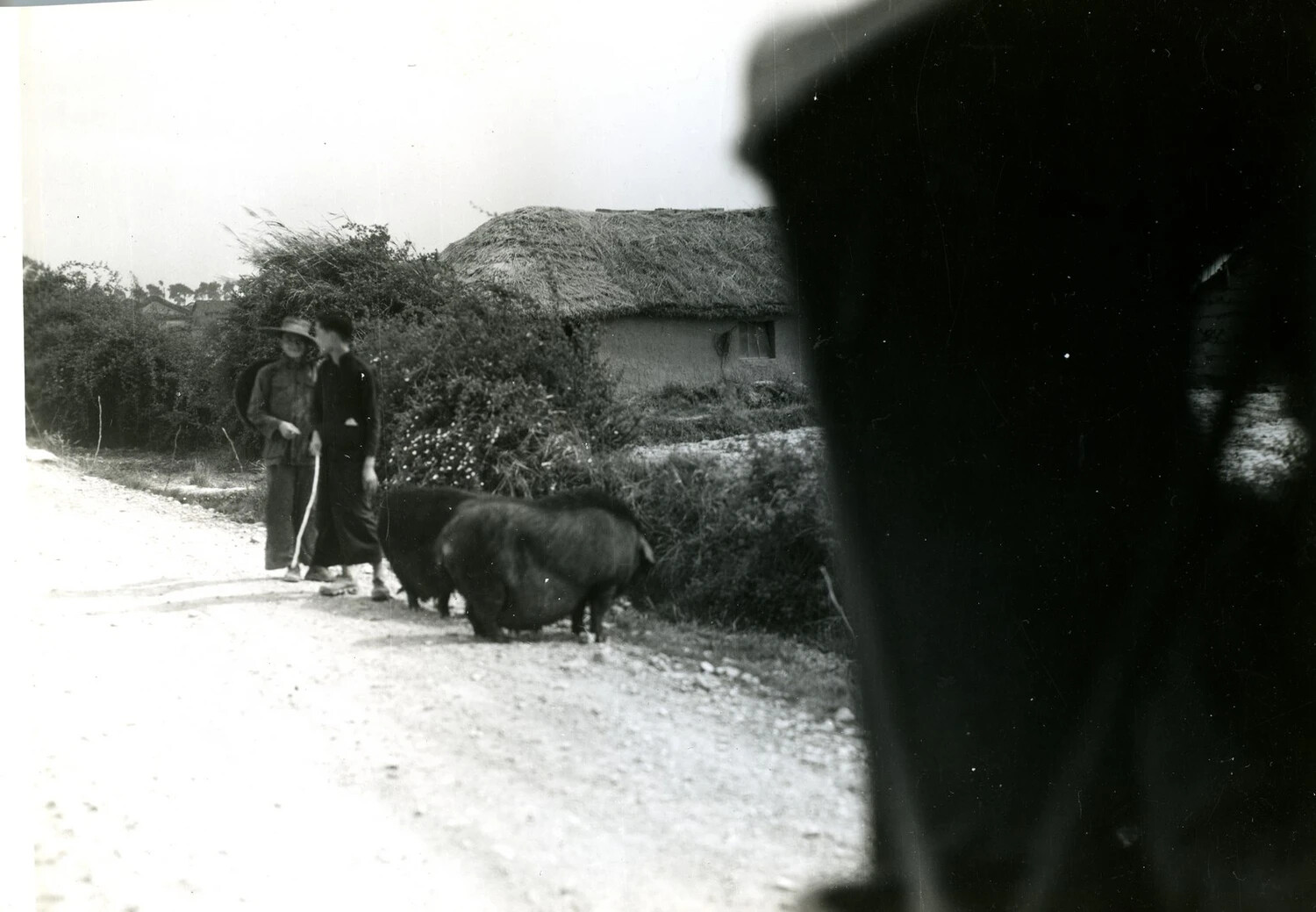 Villagers Leading a Pig Along a Rural Road, China-Burma-India Theater