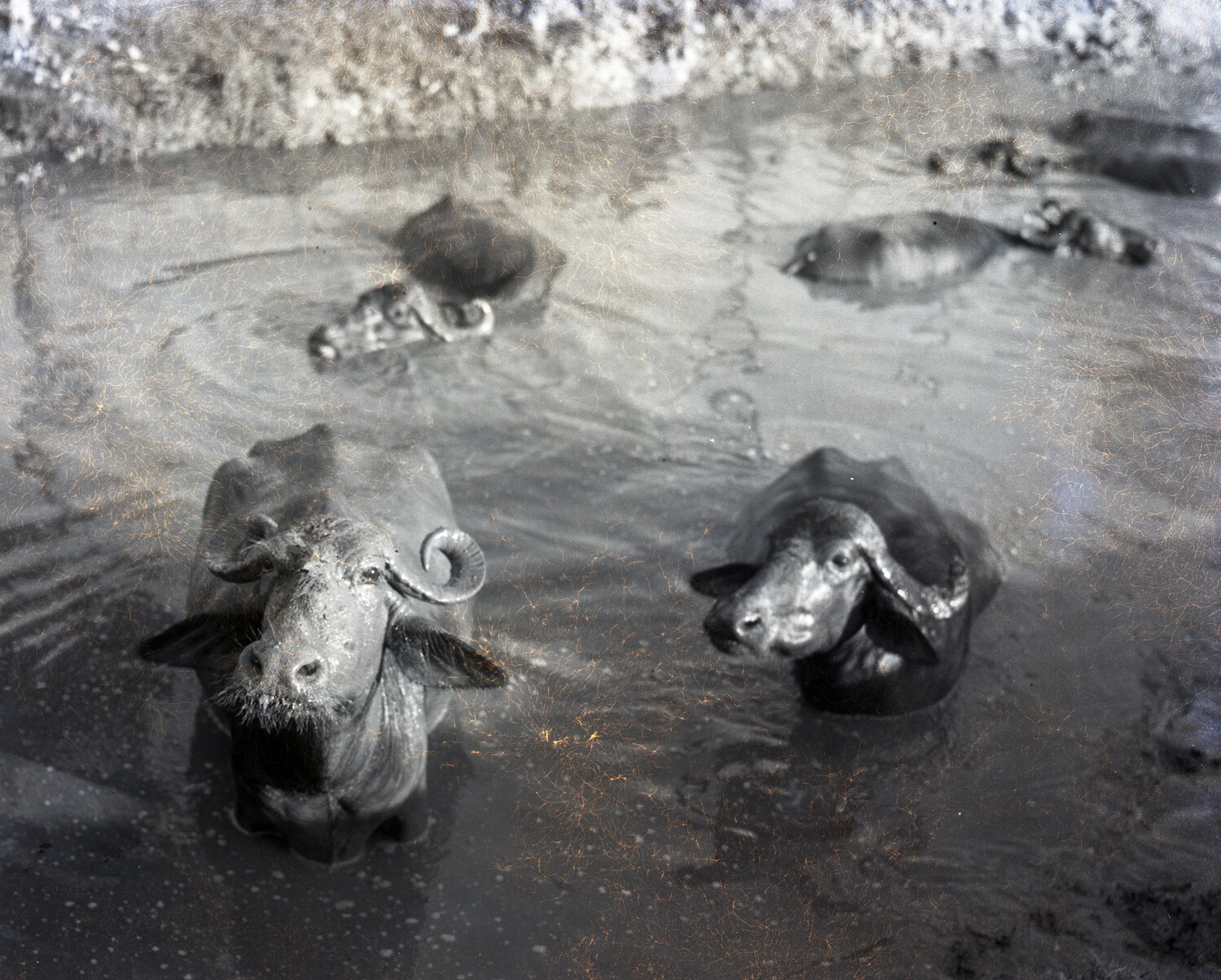 Water Buffalo Wallowing in a Pond, China-Burma-India Theater, WWII Era