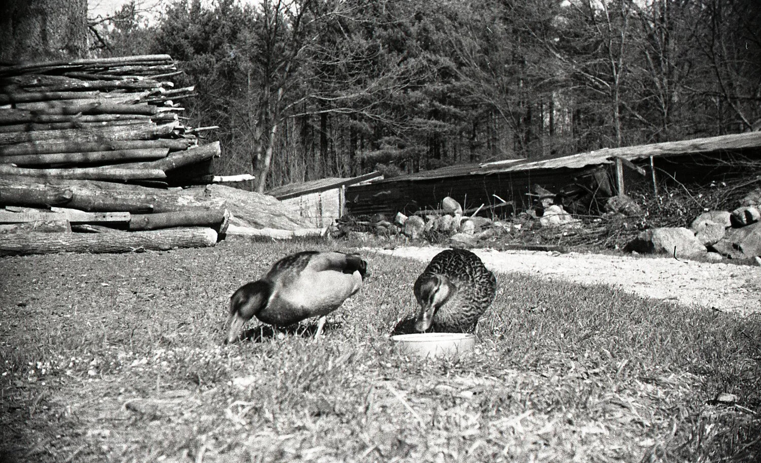 Ducks Feeding from Bowl in Farmyard, Stateside Photograph, WWII Era