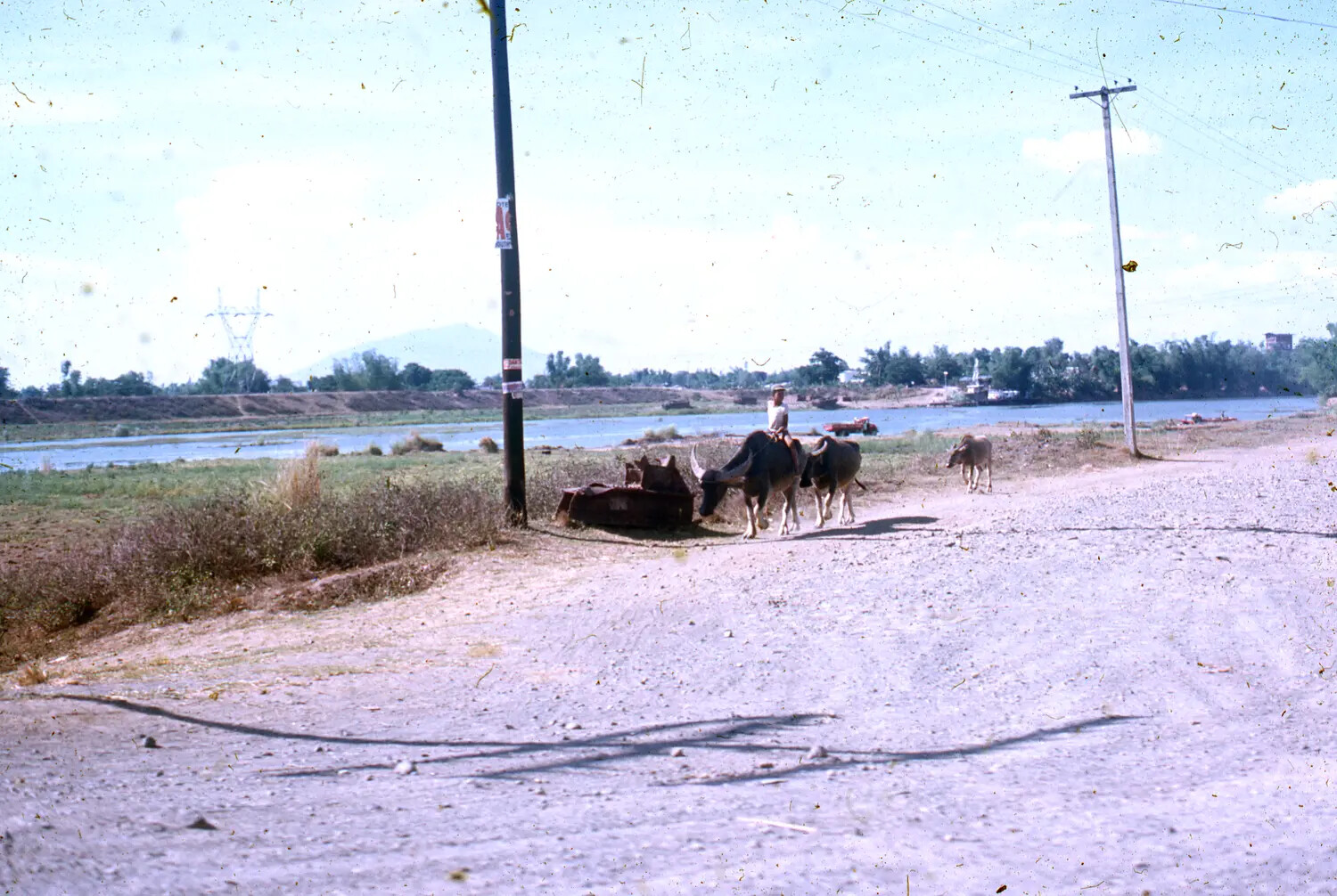 Vietnamese Farmer Herding Water Buffalo Along a Riverside Road, Vietnam War Era