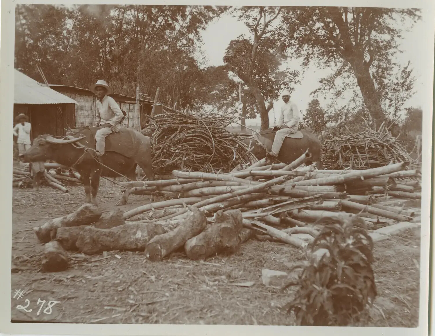 Filipino Men Riding Carabao Amid Sugarcane and Timber, Rural Philippines, c. 1898-1910