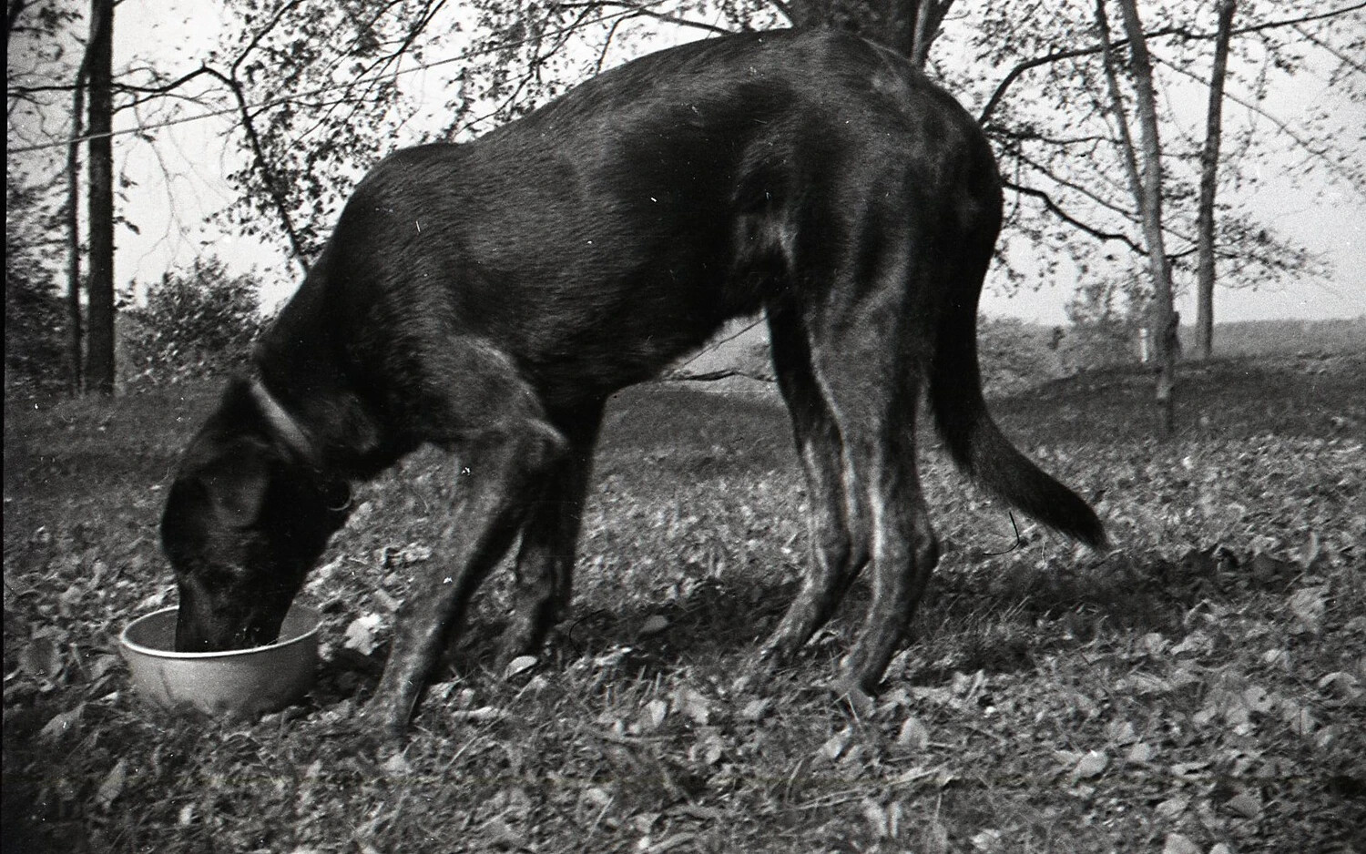 Dog Feeding from Bowl in Yard, Nashua, New Hampshire, September 1938