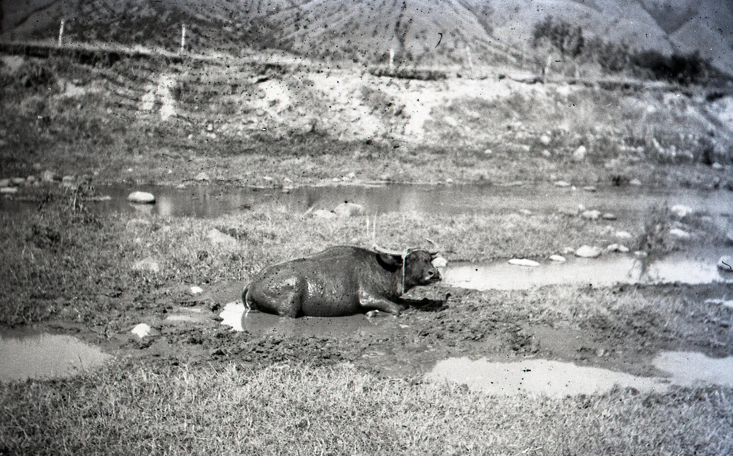 Carabao Wallowing in Mud, Rural Luzon, Philippines, WWII Era