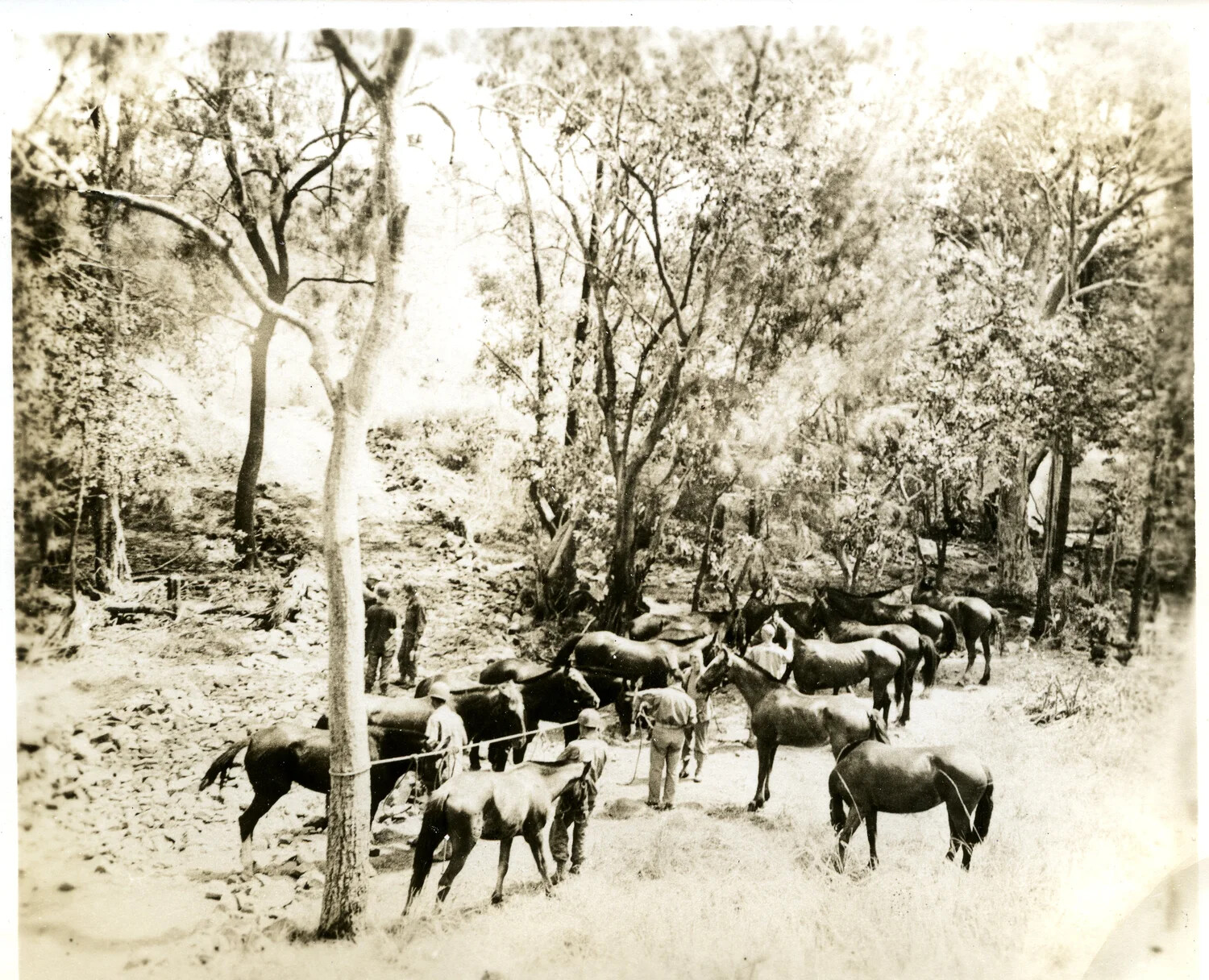 Soldiers with Pack Horses/Mules on a Wooded Trail