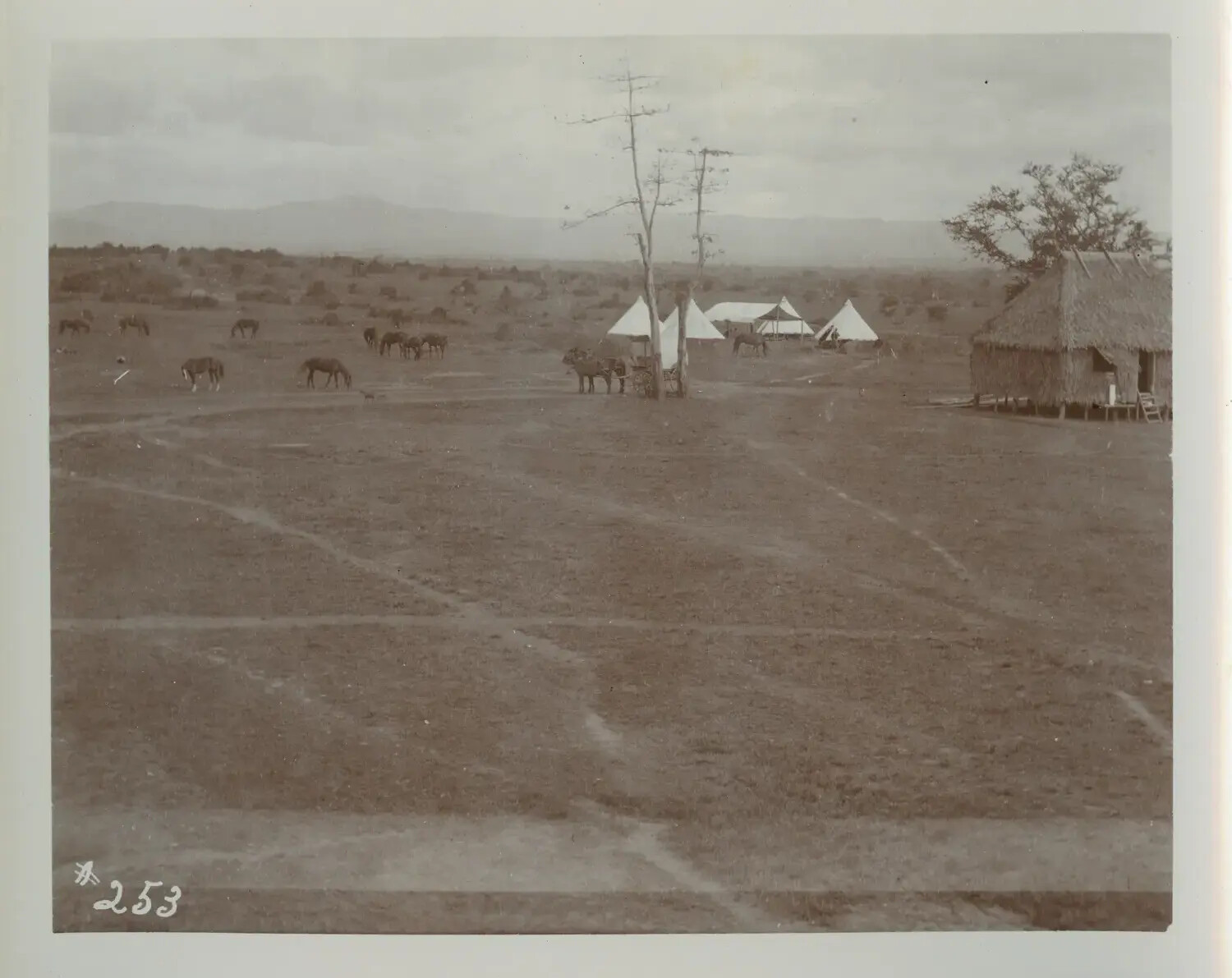 U.S. Army Encampment with Grazing Horses and Native Nipa Hut, Philippine Countryside, c. 1898-1902