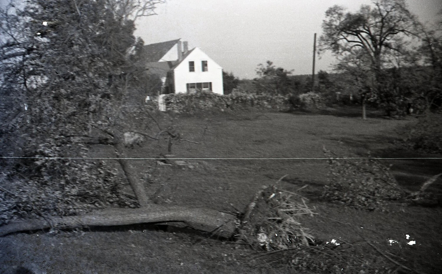 Storm-Felled Tree in Residential Yard, Nashua, New Hampshire, September 1938