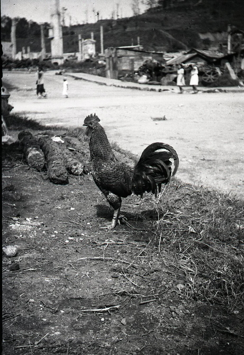 Rooster Amid the Ruins — War-Damaged Street Scene, Luzon, Philippines, WWII