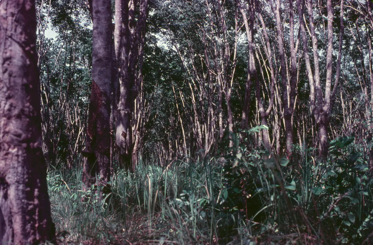 Rubber Tree Plantation Near Bien Hoa Air Base, South Vietnam, 1965 (3rd Tactical Fighter Wing Collection)