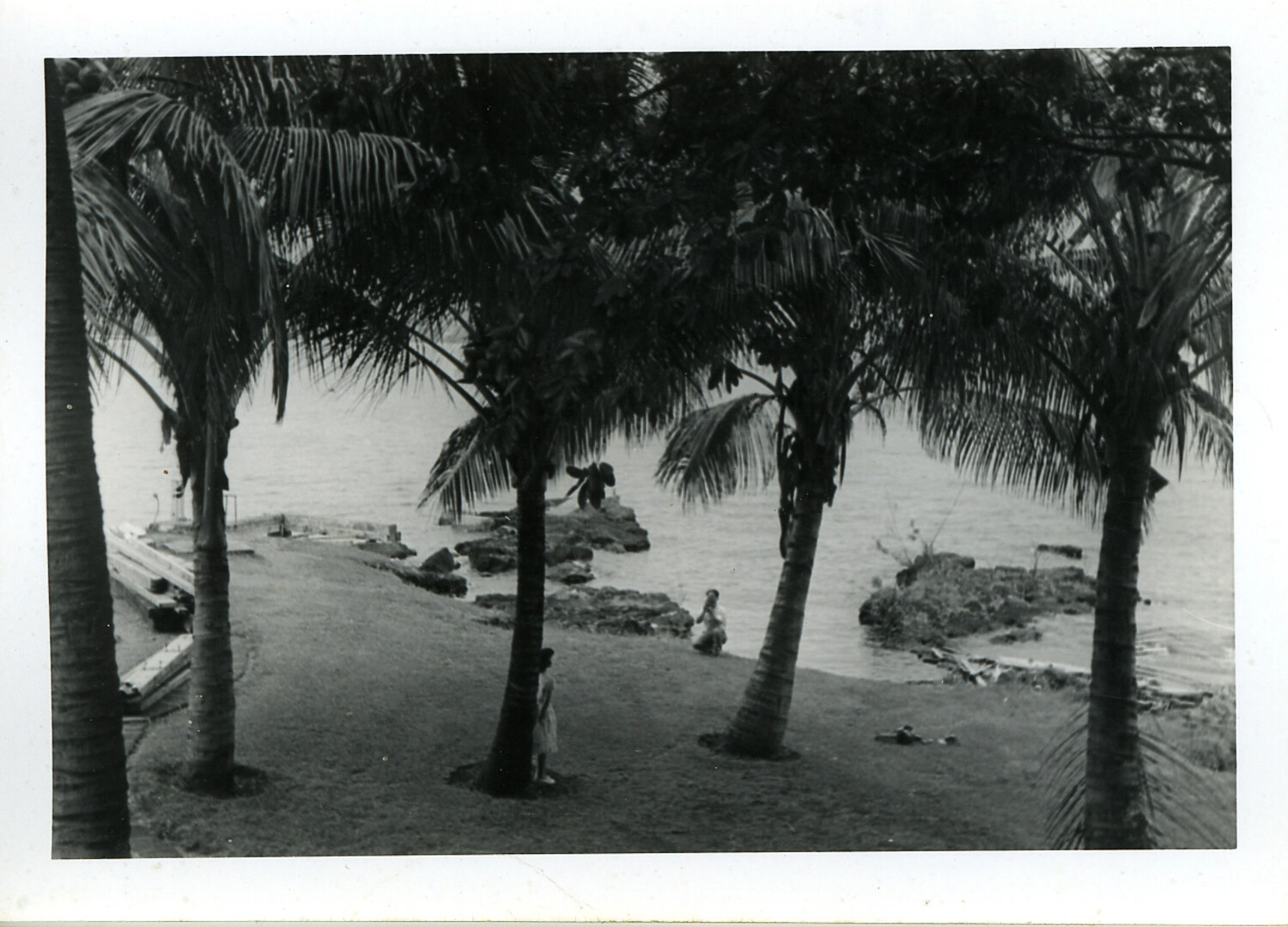 Coastal Palm Grove Scene, Hawaii, World War II Era
