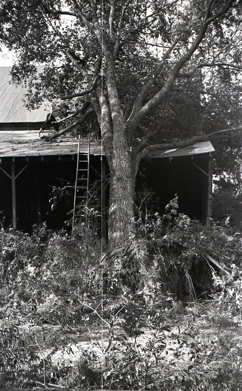 Man Working Atop Storm-Damaged Shed Roof, Nashua, New Hampshire, September 1938
