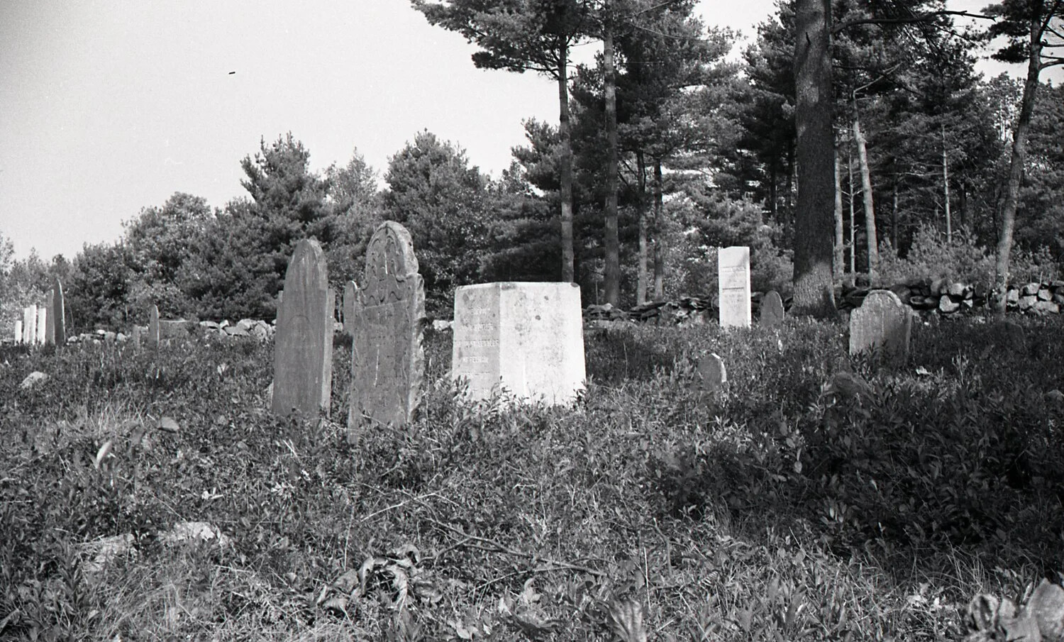 Overgrown Historic Cemetery Among Pines, New England
