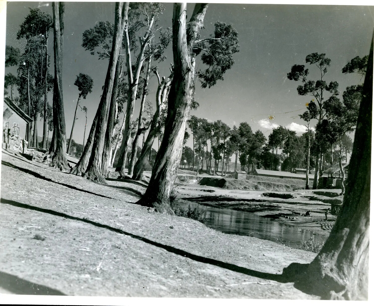 Rural Riverside Landscape with Eucalyptus Trees and Village Structures, China-Burma Theater, WWII