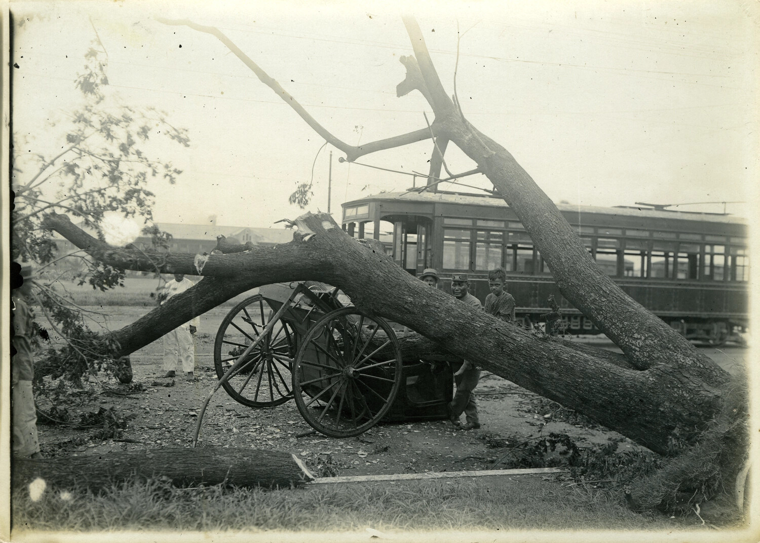 Typhoon Damage: Fallen Tree Crushing Carriage and Fouling Streetcar Line, Philippines, Early 1900s