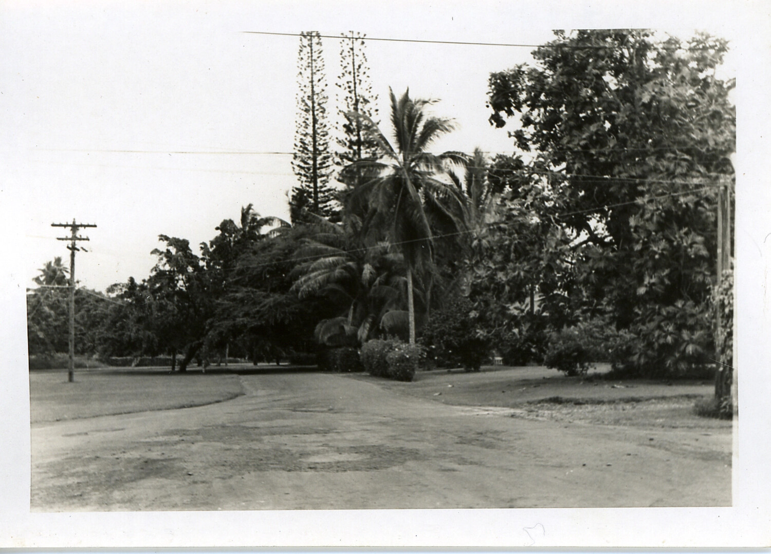 Tree-Lined Street Corner, Hawaii, WWII Era