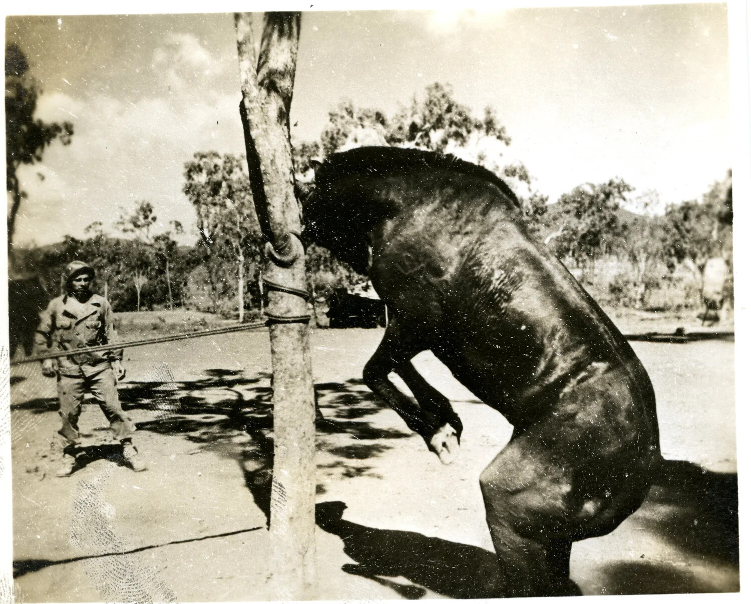 Horse Rearing Beside Picket Post in Military Camp, WWII Pacific Theater
