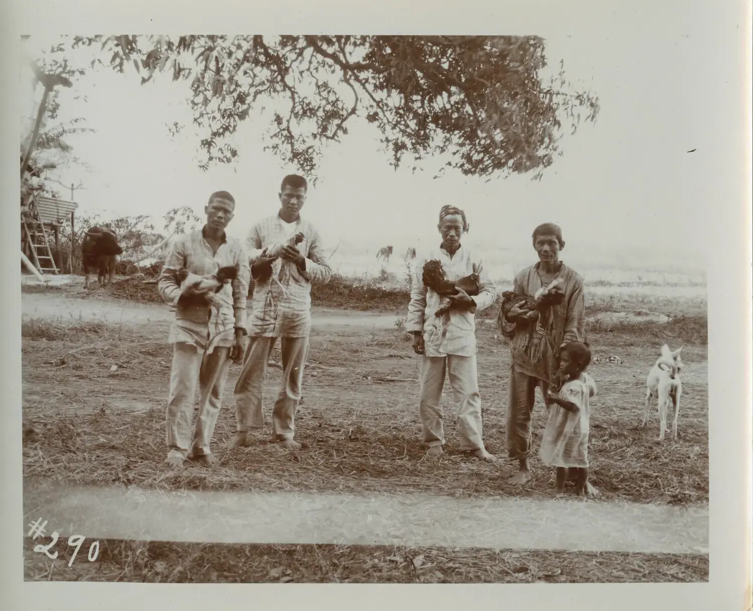 Group Portrait of Filipino Men and Child with Gamecocks, Philippines, Late 19th/Early 20th Century