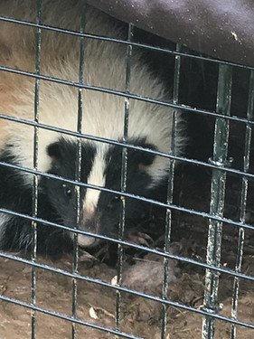 skunk in trap