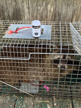raccoon in a trap
