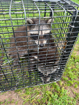 Raccoon in a trap