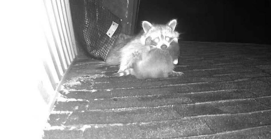 raccoon on roof at night