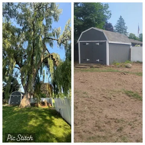 Weeping willow removal before and after — backyard shed