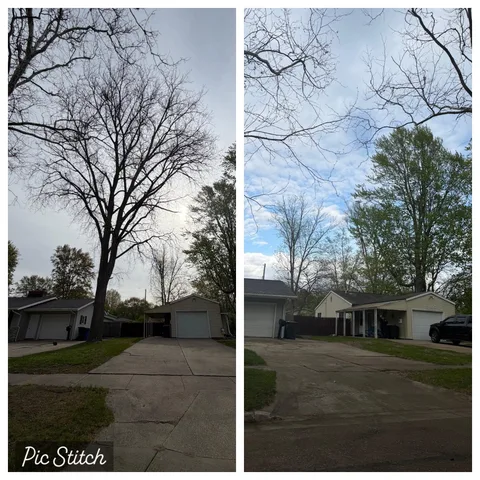 Tree removal before and after — residential front yard