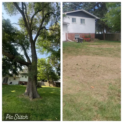 Tree removal before and after — large tree near house