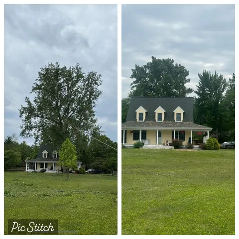 Tree removal before and after — backyard cleanup