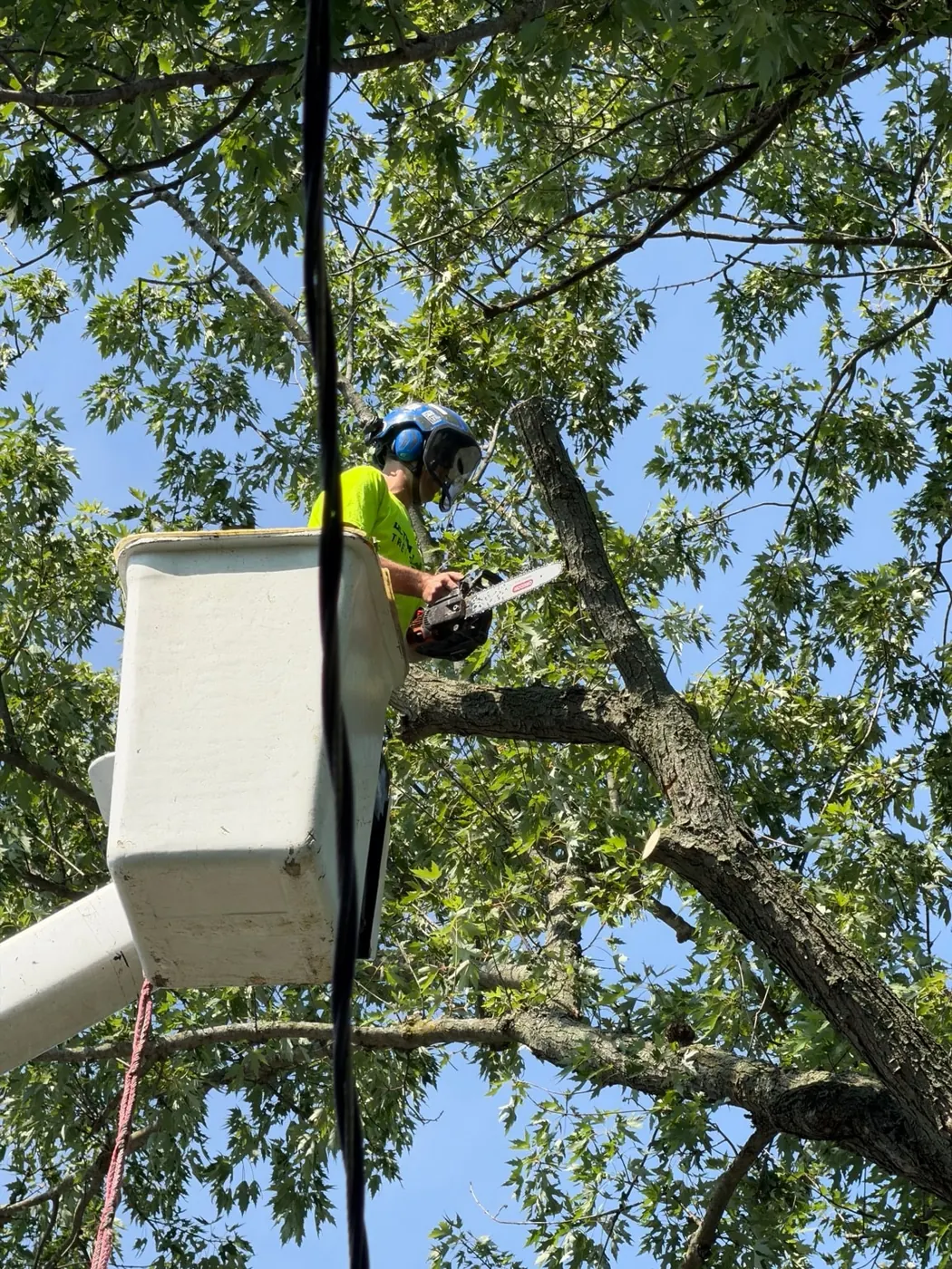 Ultimate Cut Tree Service bucket operator in helmet and hearing protection trimming a tree in Midland, MI